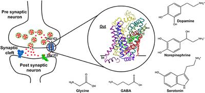 Structure and Gating Dynamics of Na+/Cl– Coupled Neurotransmitter Transporters